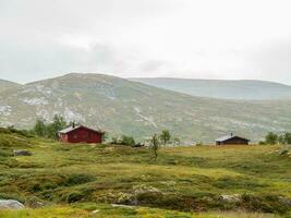 summer time in norway photo