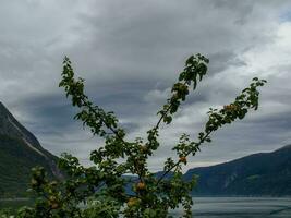 ship cruise in norway photo