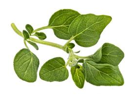 Oregano leaves twig isolated on white background photo