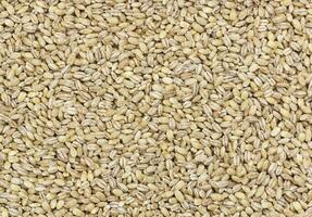 Pearl barley texture photo