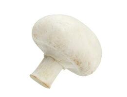 One Mushroom champignon isolated on white background, with clipping path photo