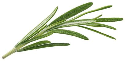 Rosemary twig isolated on white background photo