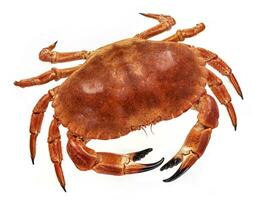 Cooked crab isolated on white background, top view photo