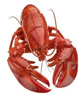 Cooked Lobster Stock Photo, Picture and Royalty Free Image. Image