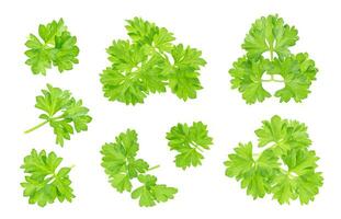 Parsley leaf isolated on white. Closeup photo