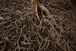 Roots of trees that grow in mangrove forests. photo