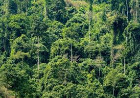 Tropical rainforest background which is a tropical rainforest in a dam in Thailand. photo