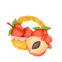 Peach fruit, hand drawn, translucent background png