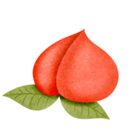 Peach fruit, hand drawn, translucent background png