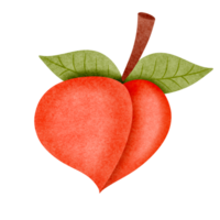 persika frukt, hand ritade, genomskinlig bakgrund png