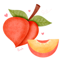 Peach fruit, hand drawn, translucent background png