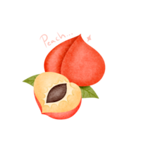 Peach fruit, hand drawn, translucent background png