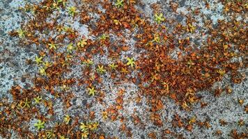 4k Blossom petals on the concrete floor textured with copy space for text video