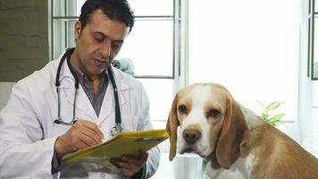 professionale veterinario Riempimento documenti dopo l'esame e adorabile beagle cucciolo video