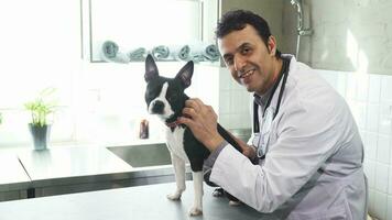 Professional vet smiling to the camera petting Boston Terrier puppy video