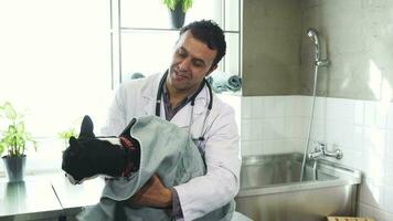 Cheerful mature male vet drying cute dog after washing at the clinic video