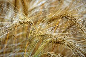 Sunny wheat close up. Golden ripe ears on a sunny morning. Soft light nature banner photo