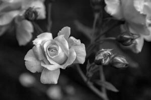 tenderness roses with dew in the nature blurred backgro photo