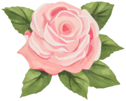 illustration de une rose Rose dans une aquarelle style ai génératif png