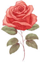 illustration of a pink rose in a watercolor style AI Generative png