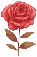 illustration of a pink rose in a watercolor style AI Generative png