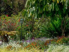 spring time in funchal madeira photo