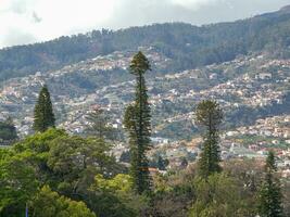 spring time in funchal madeira photo