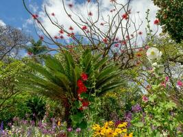 spring time in funchal madeira photo