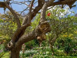 spring time in funchal madeira photo