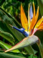 spring time in funchal madeira photo