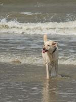 the beach of Spiekeroog photo