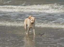 the beach of Spiekeroog photo