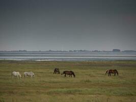 la isla de spiekeroog foto