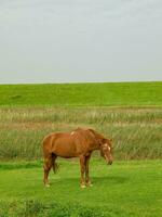 spiekeroog island in germany photo