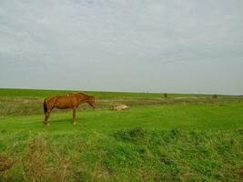 spiekeroog island in germany photo