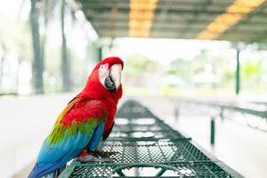 The blue-throated macaw, Colorful macaws photo