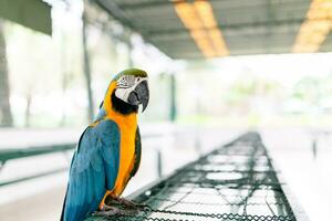 The blue-throated macaw, Colorful macaws photo