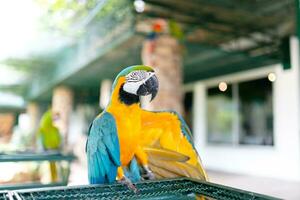 The blue-throated macaw, Colorful macaws photo