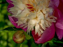 summer tiem in the garden photo