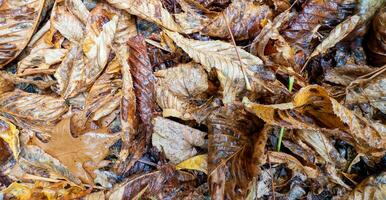 Wet brown leaves on the ground. Autumn in the park. Fall. photo