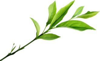 Tea leaf png with AI generated.