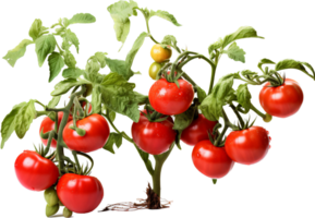 Tomato plant png with AI generated.