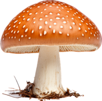 Mushroom png with AI generated.