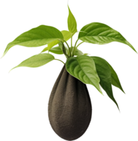 Plant pot png with AI generated.