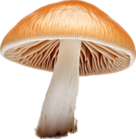 Mushroom png with AI generated.