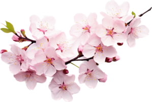 Sakura png with AI generated.