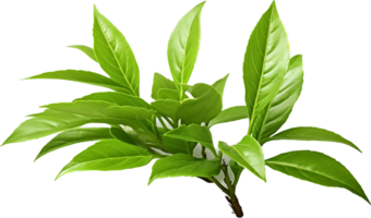 Tea leaf png with AI generated.