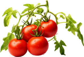 Tomato plant png with AI generated.