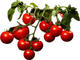 Tomato plant png with AI generated.