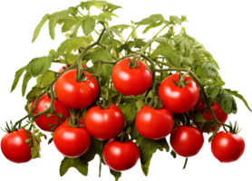 Tomato plant png with AI generated.